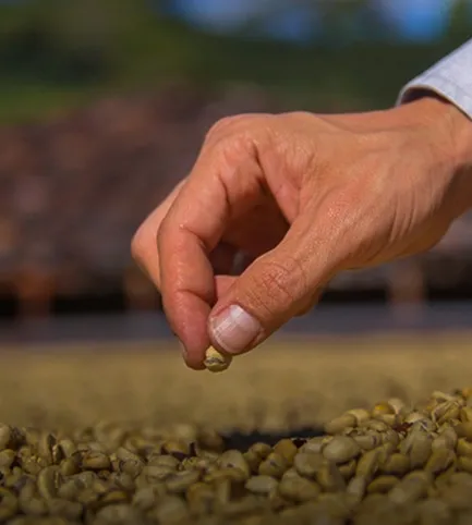 Imagen del producto Café de Especialidad