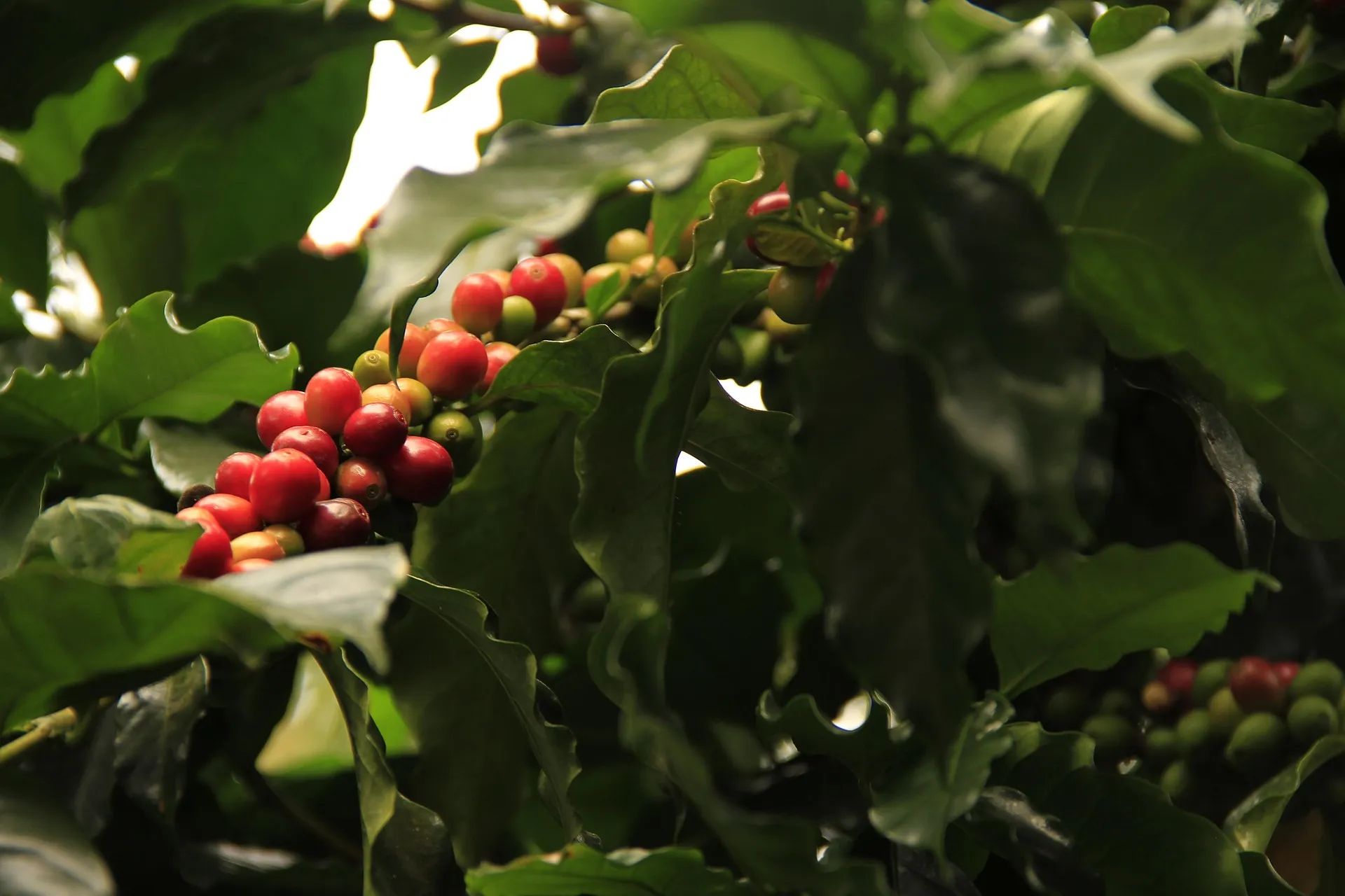 Primer plano de granos de café maduros en una planta de origen