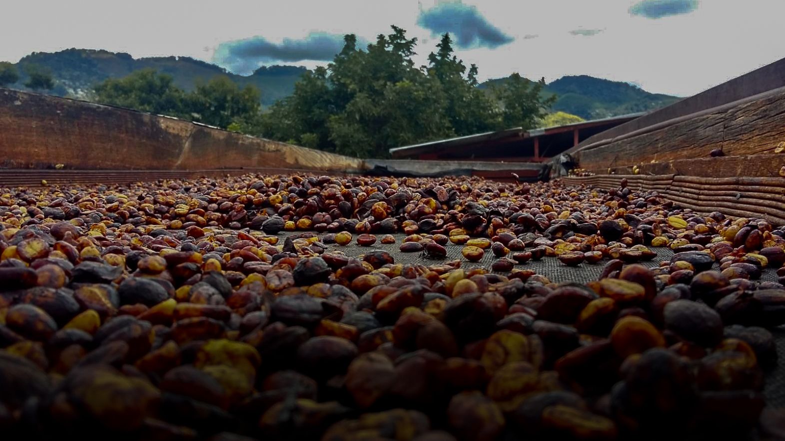 Primer plano de granos de café de especialidad