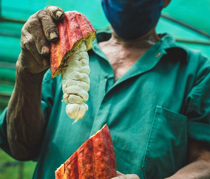 Productor colombiano trabajando en su cultivo