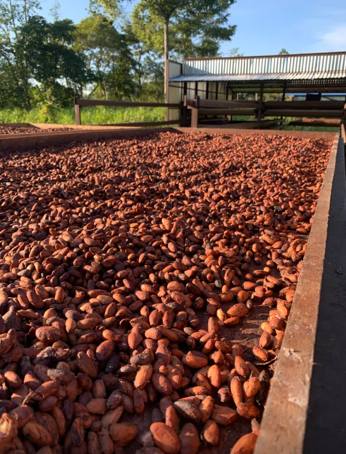 Imagen de granos de café