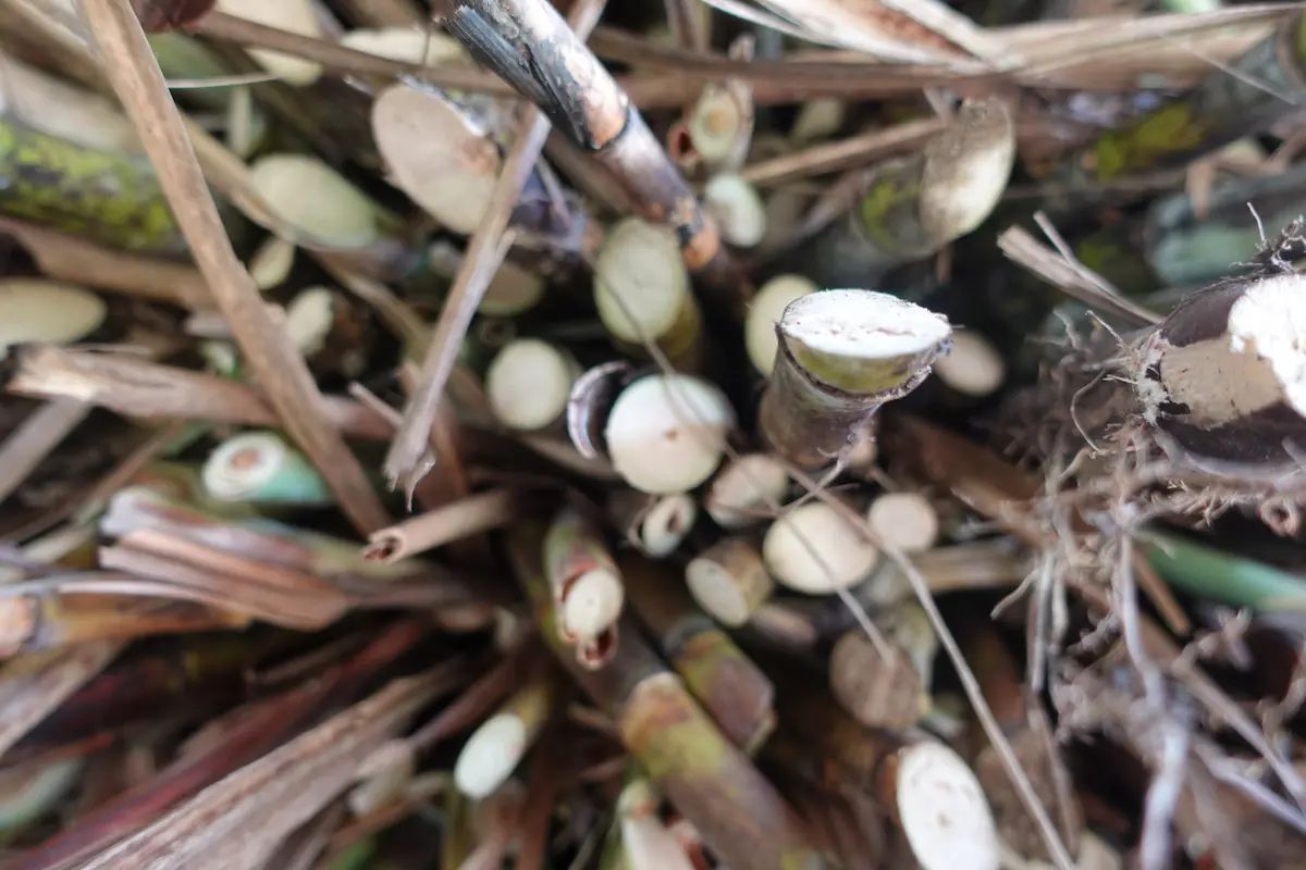 Proceso artesanal de productos Aroma & Co en Colombia