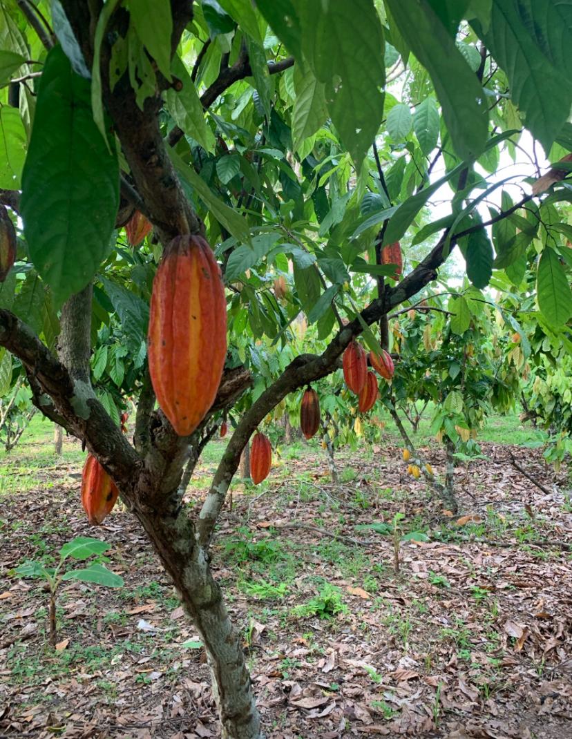 Granos de cacao de origen colombiano